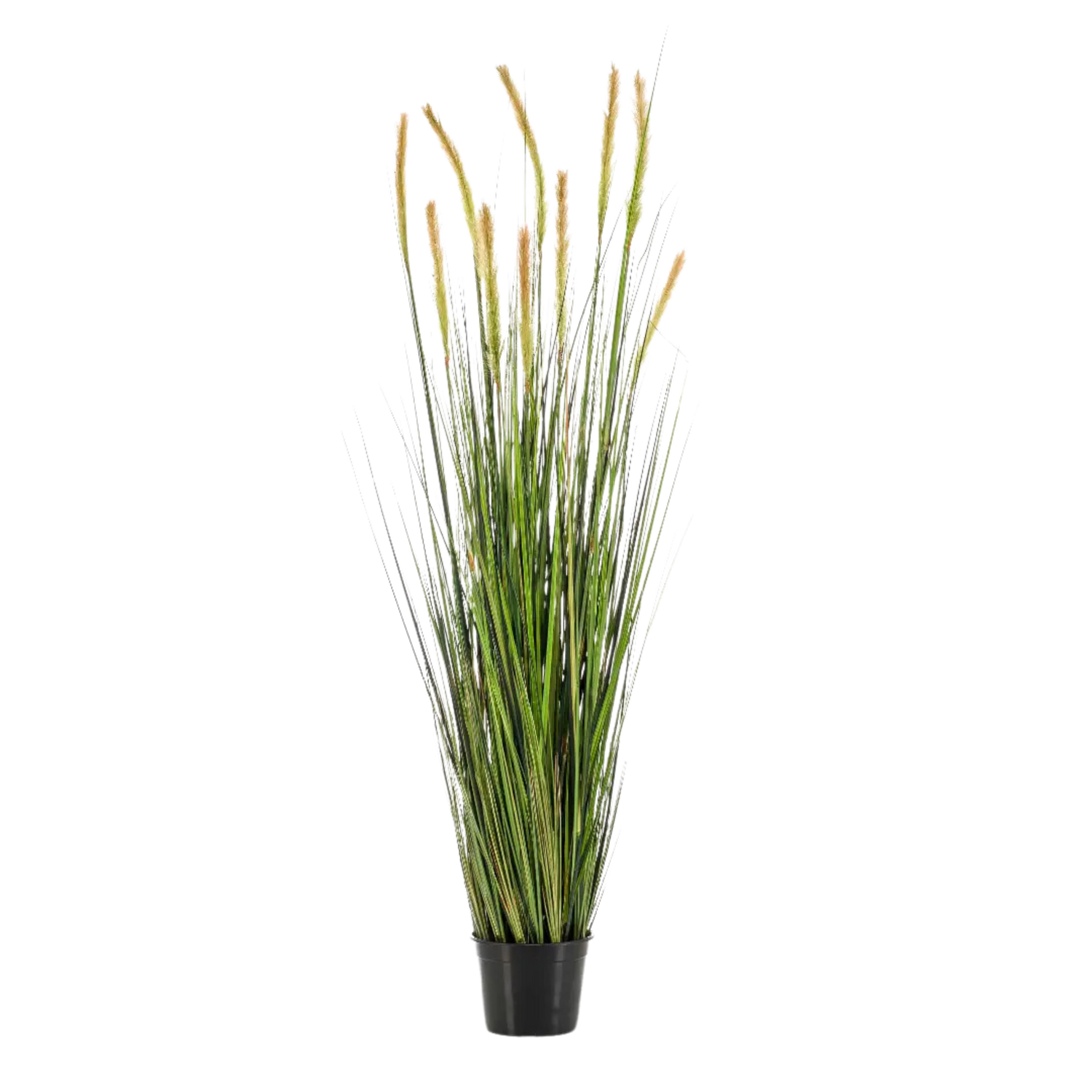 Grass Foxtail Bush
