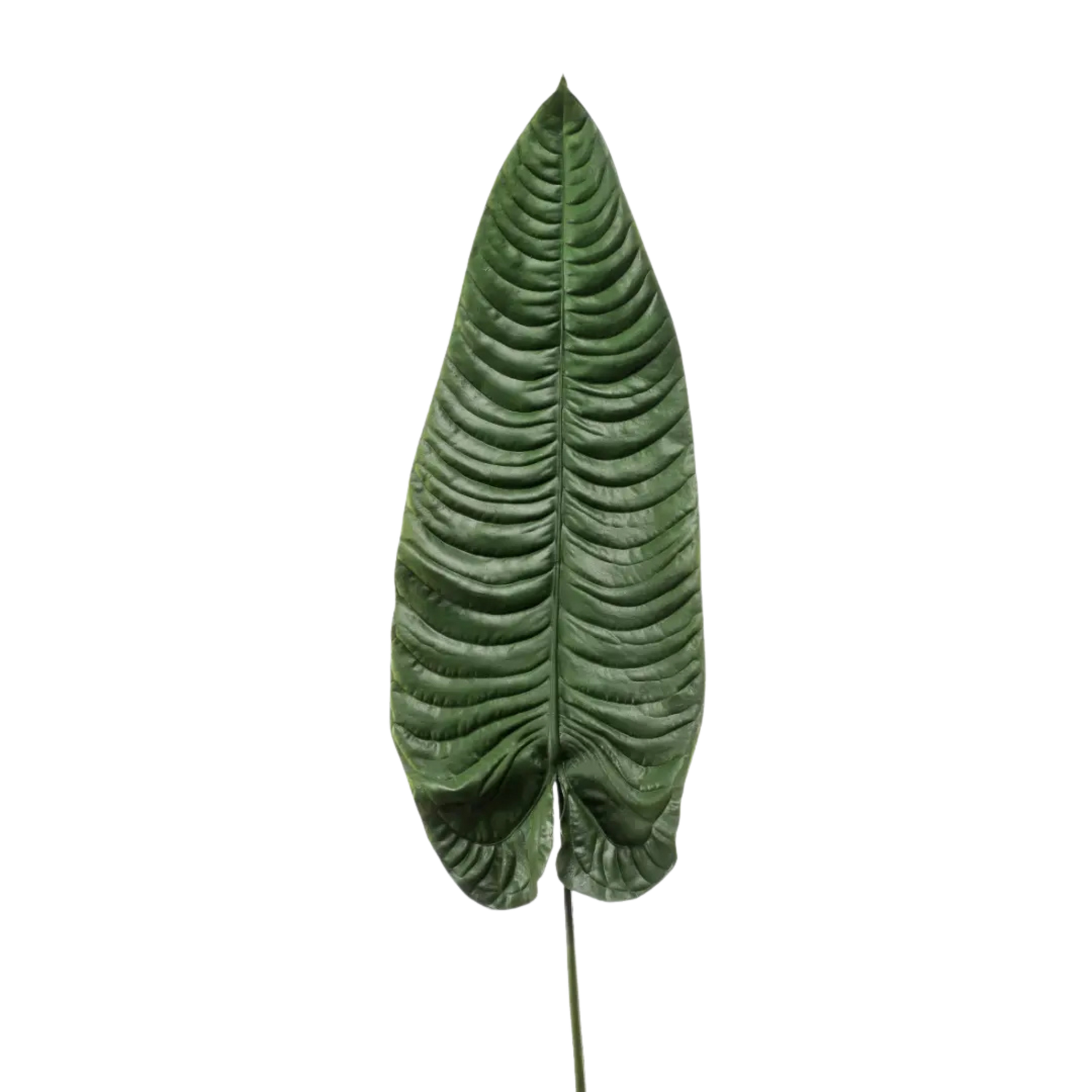 Elephant Ear Leaf