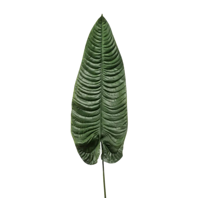 Elephant Ear Leaf