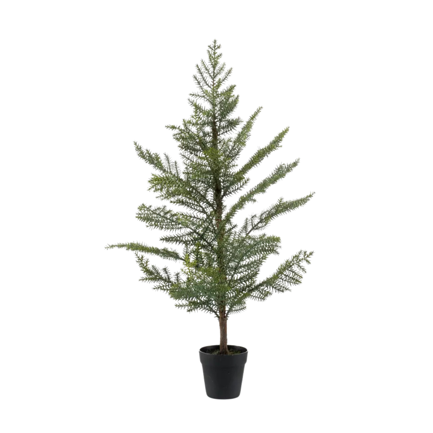 Araucaria in Plastic Pot 95cm