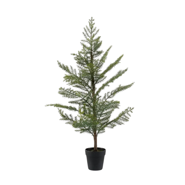 Araucaria in Plastic Pot 95cm