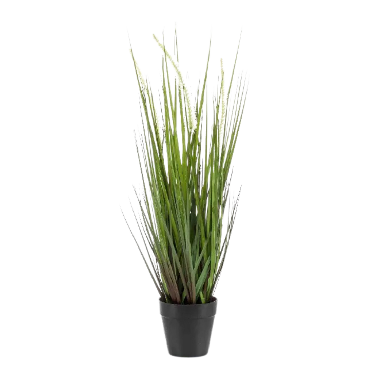 Alopecurus Grass in Plastic Pot