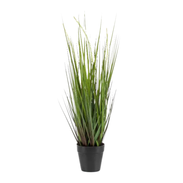 Alopecurus Grass in Plastic Pot
