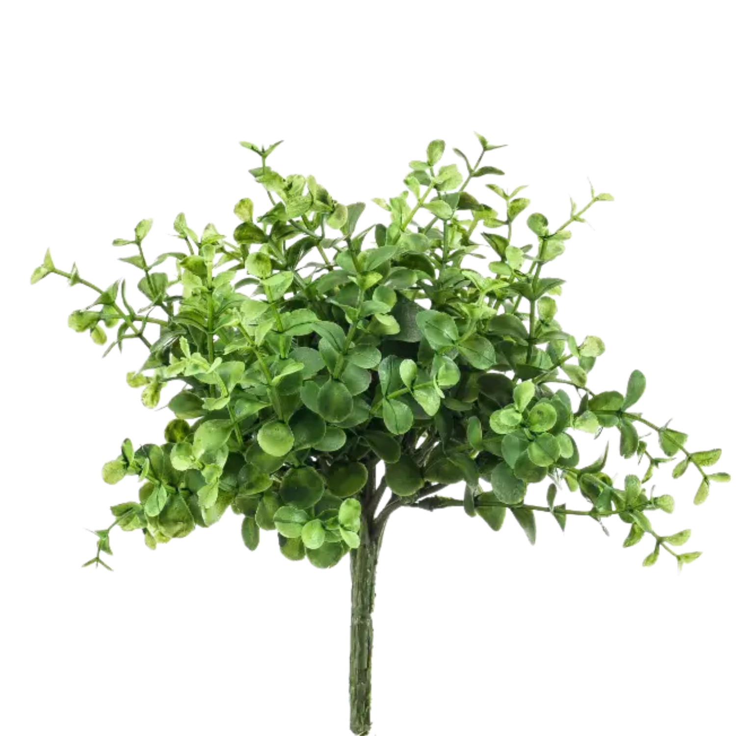 Eucalyptus Bush Compact