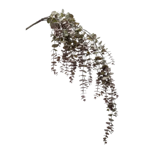Eucalyptus Hanging Vine