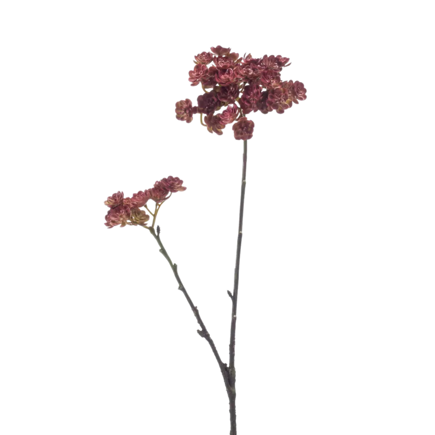 Echeveria Mini Spray Cream