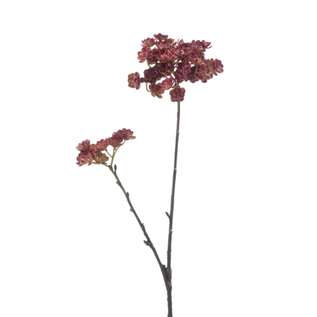 Echeveria Mini Spray Cream