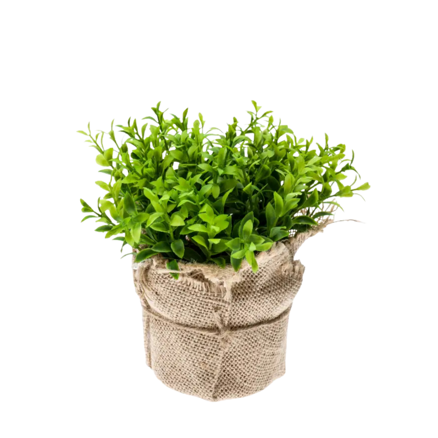 Cress Bush