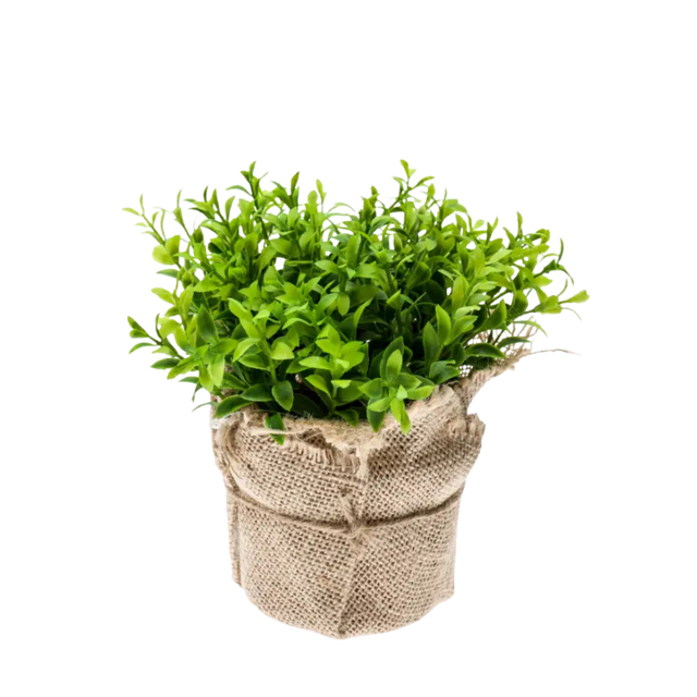 Cress Bush