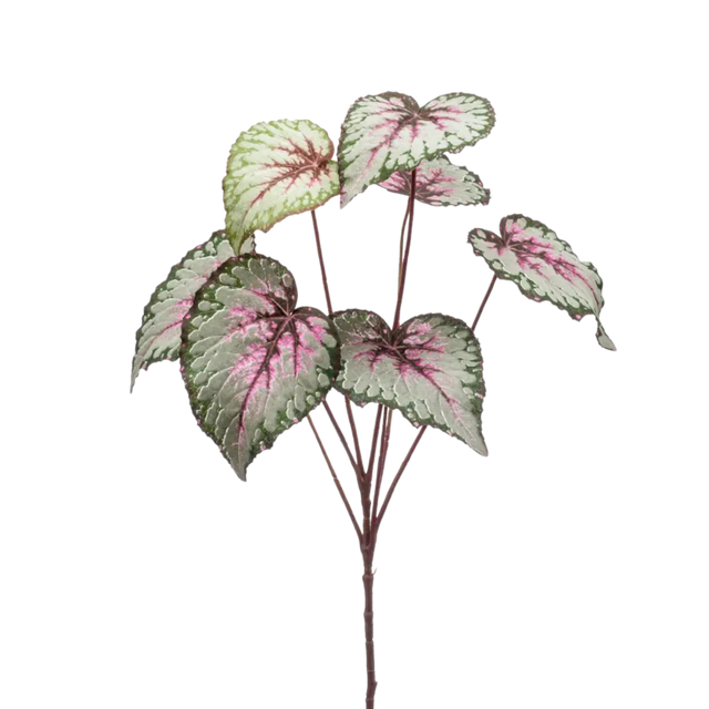 Begonia Leaves Spray Grey Pink