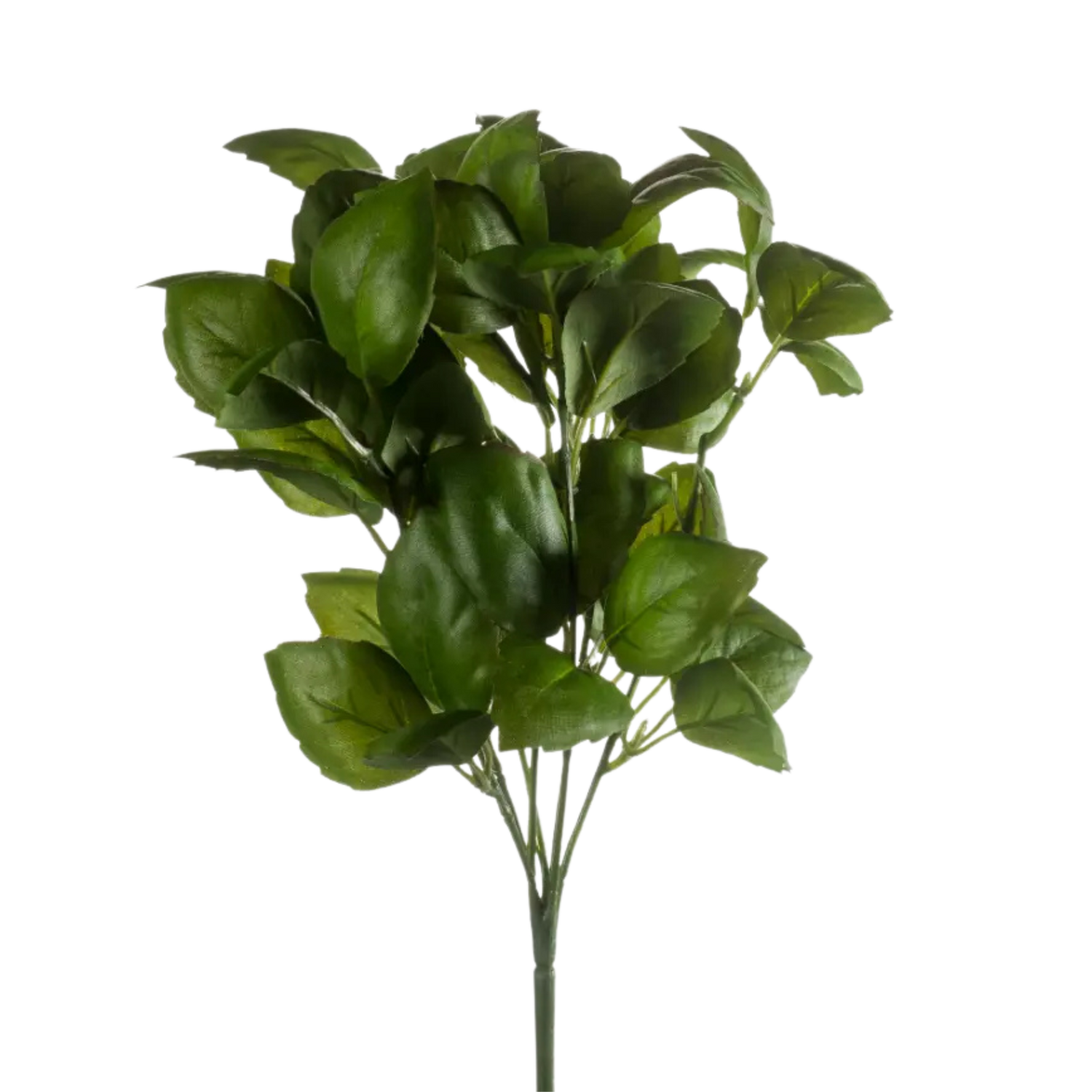 Basil Bush Dark Green
