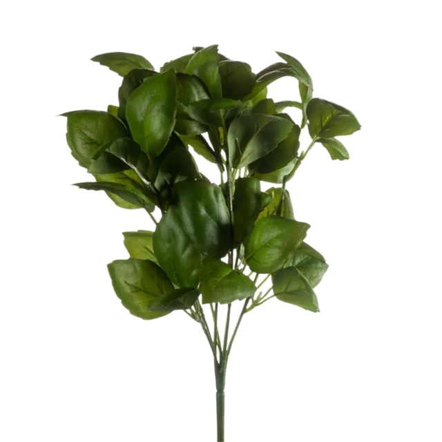 Basil Bush Dark Green
