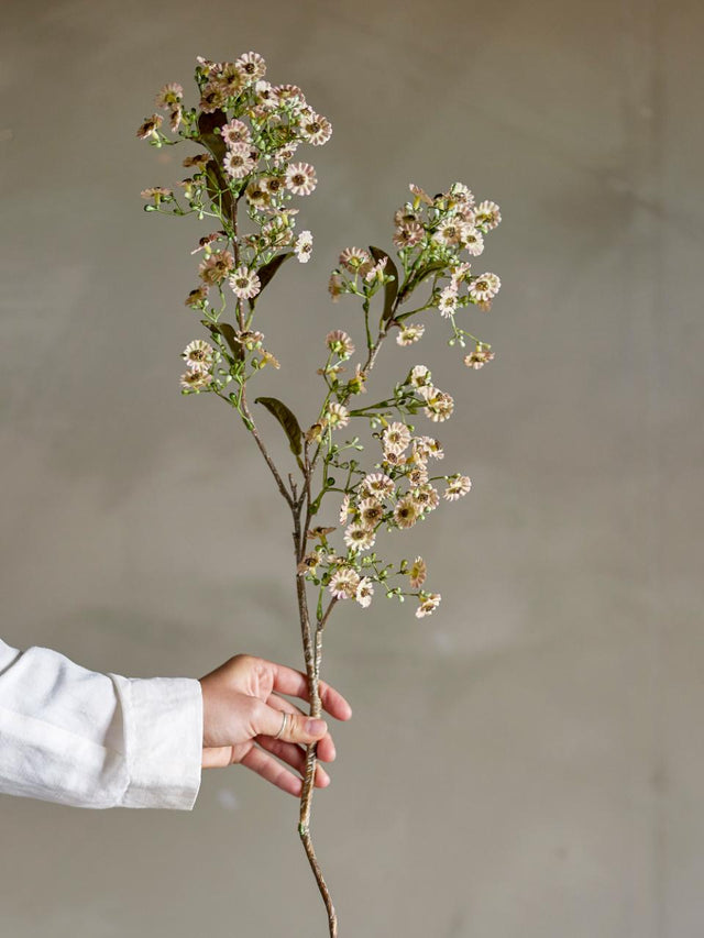 Waxflower Stem