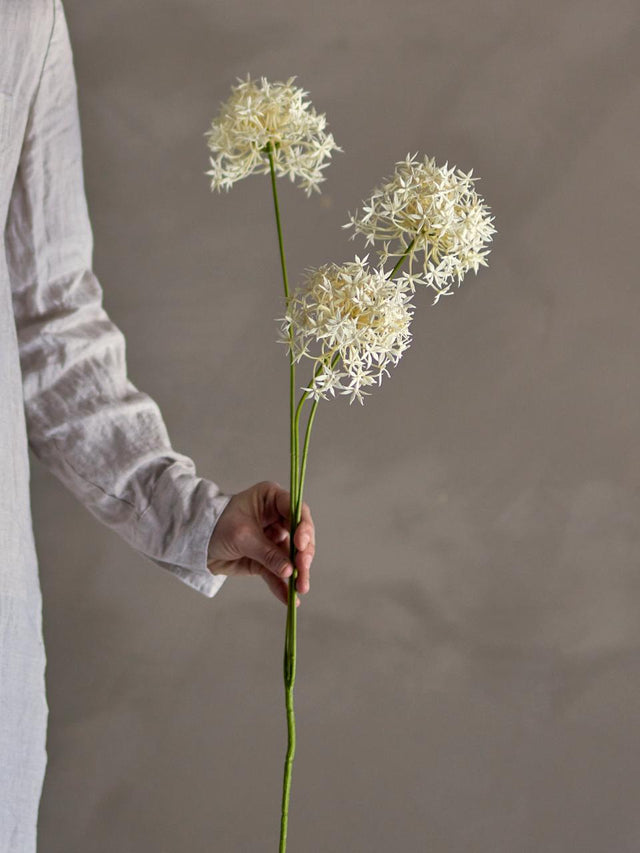 Allium Stem