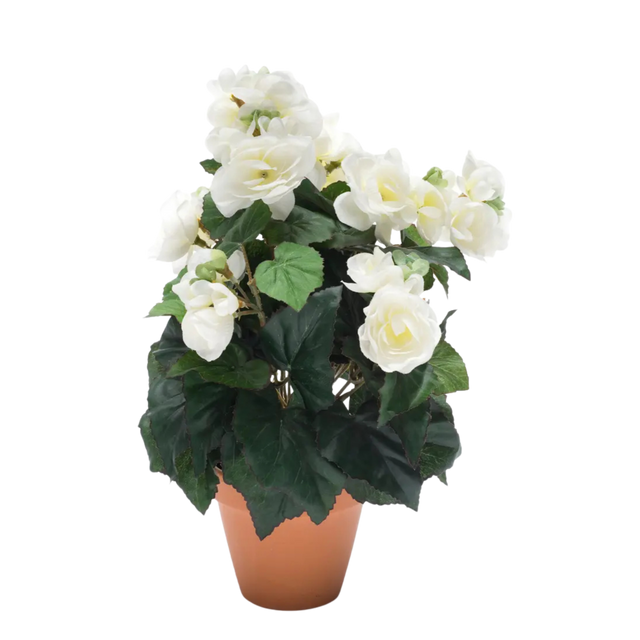 Begonia Bush Cream