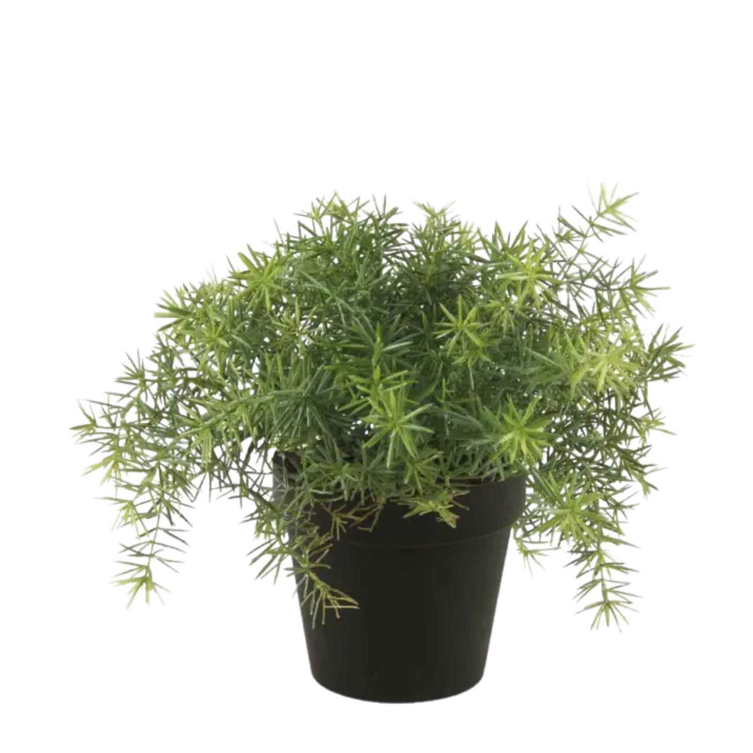 Asparagus Bush Light Green