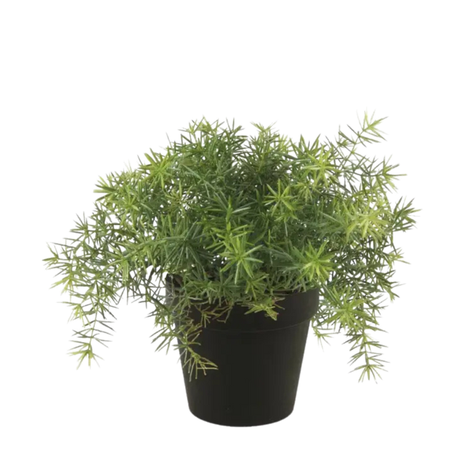Asparagus Bush Light Green
