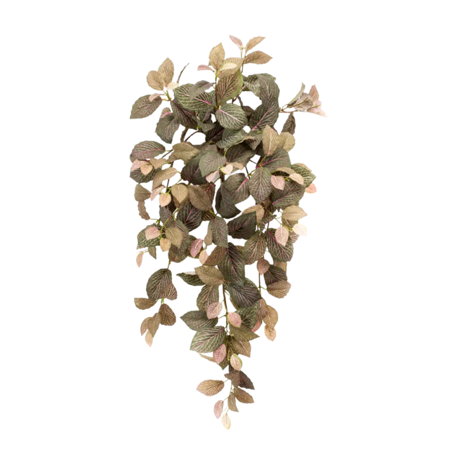 Fittonia Hanging Bush