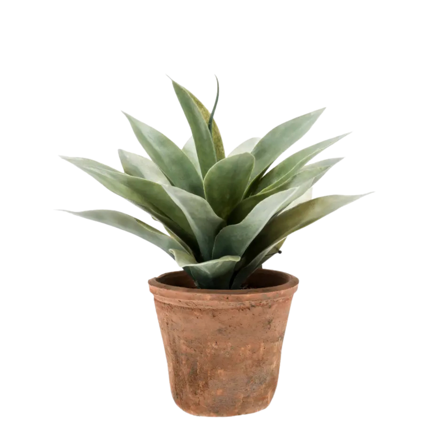 Agave Grey