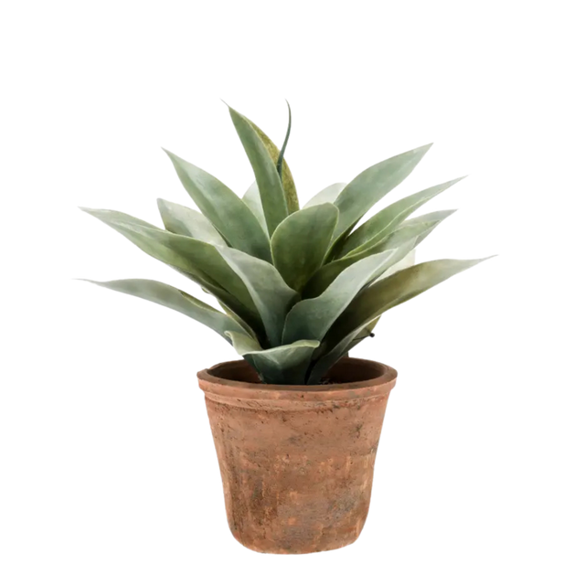 Agave Grey