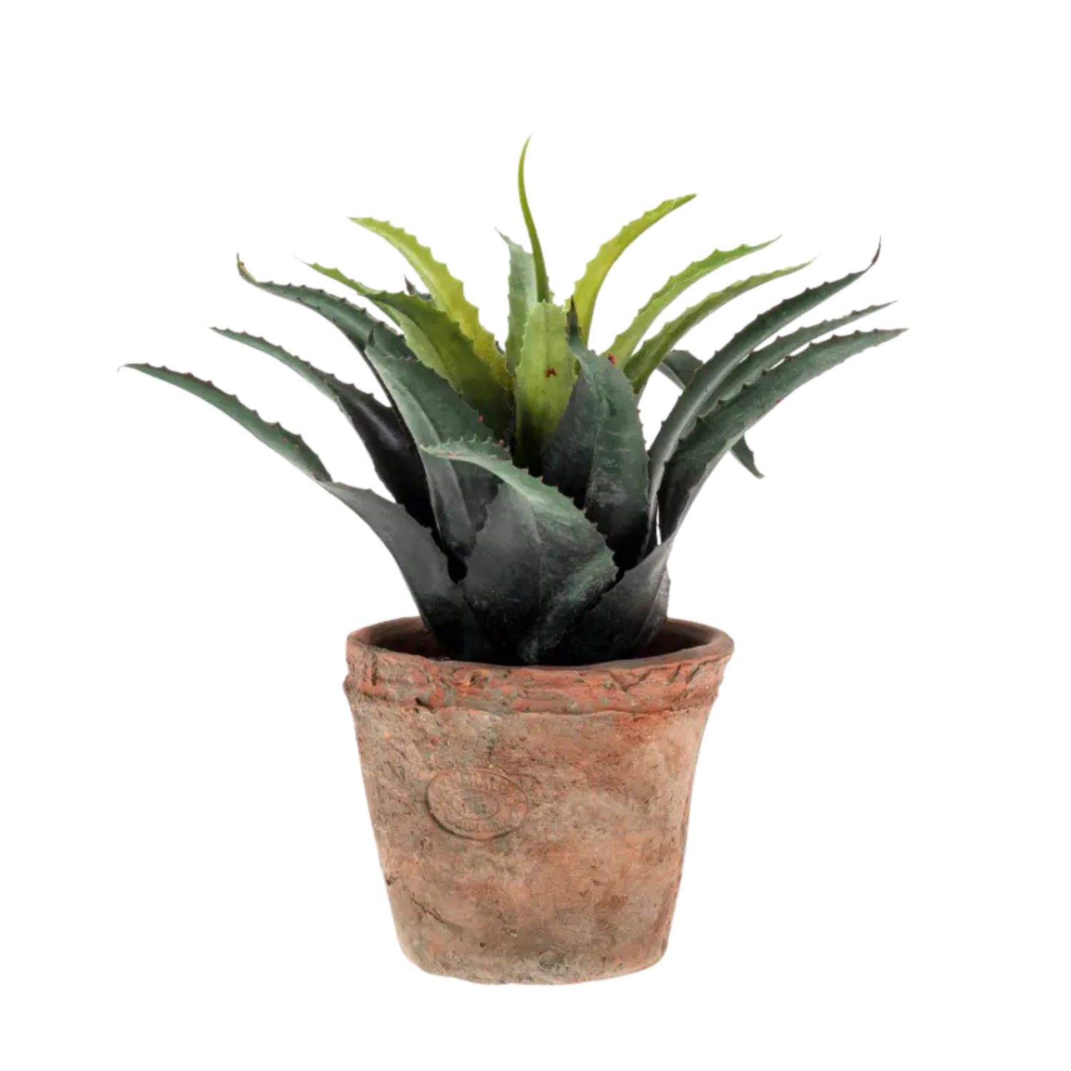 Agave Green