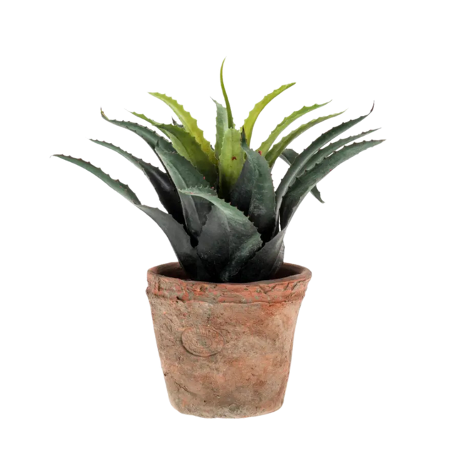 Agave Green