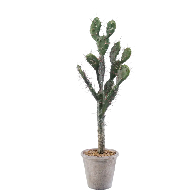 Cactus Sabra