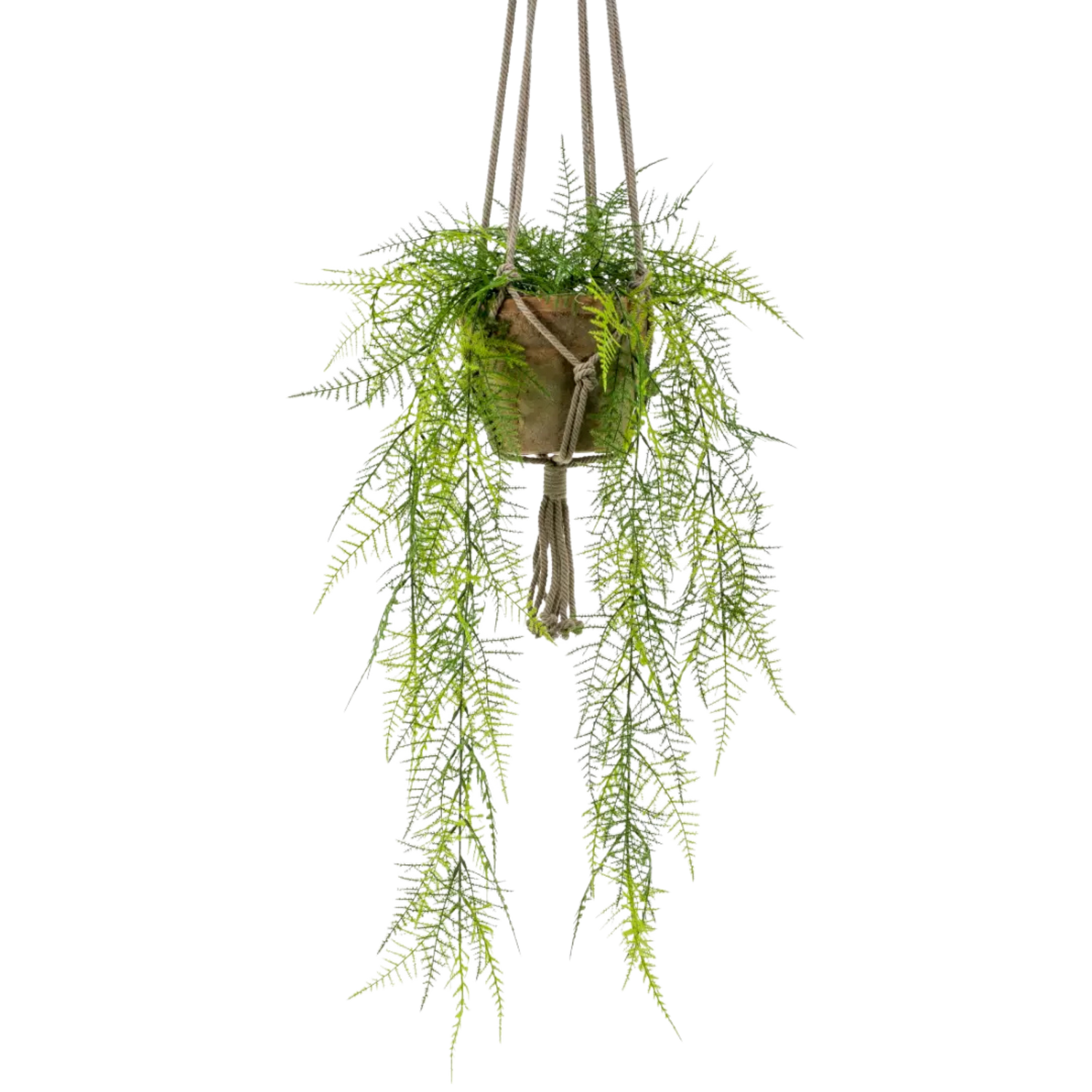 Asparagus Plumosus Hanging Bush