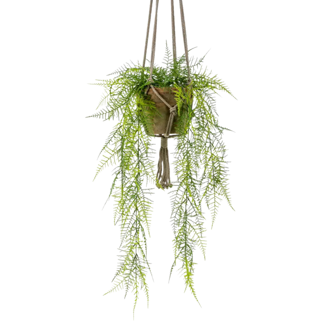 Asparagus Plumosus Hanging Bush