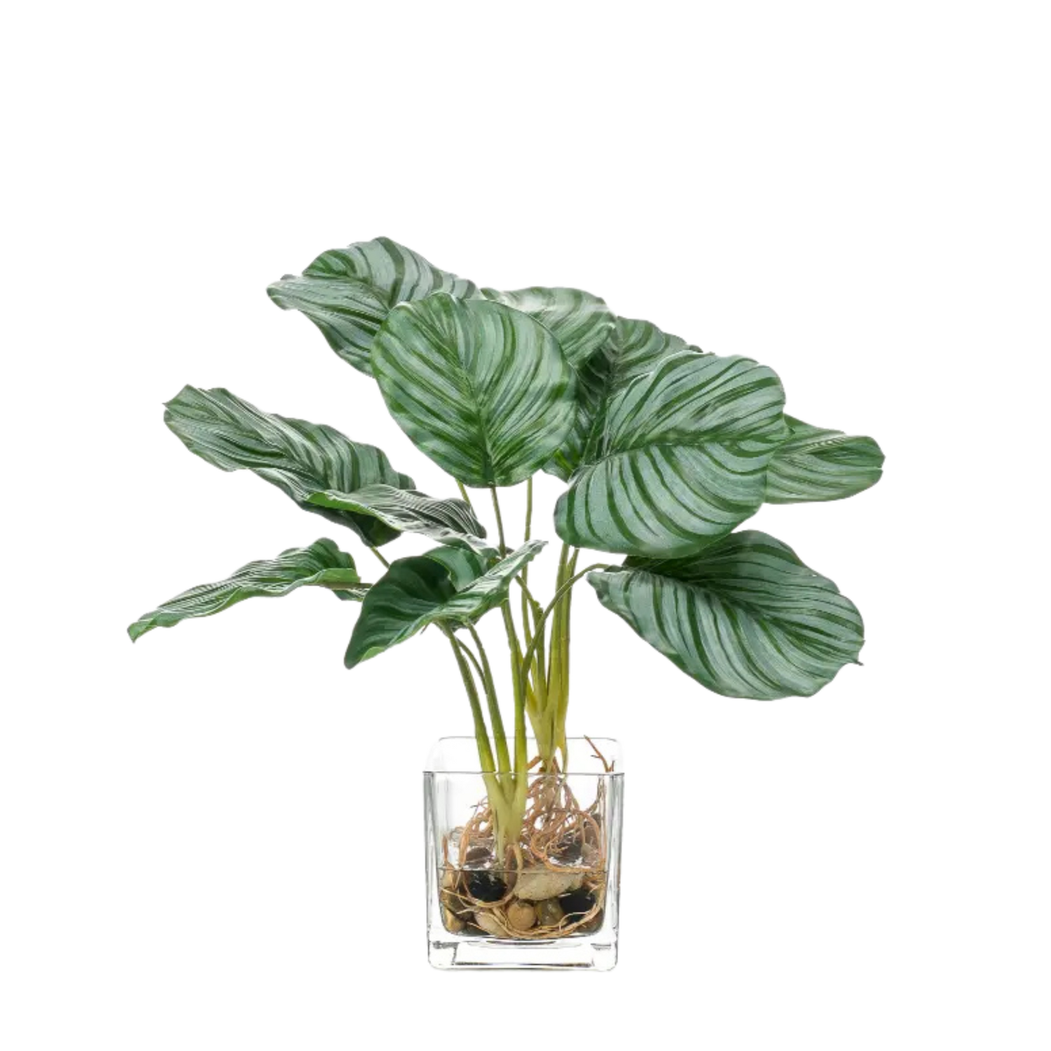 Calathea 12x39cm in Glass Pot 10cm