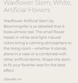 Waxflower Stem