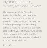 Hydrangea Stem