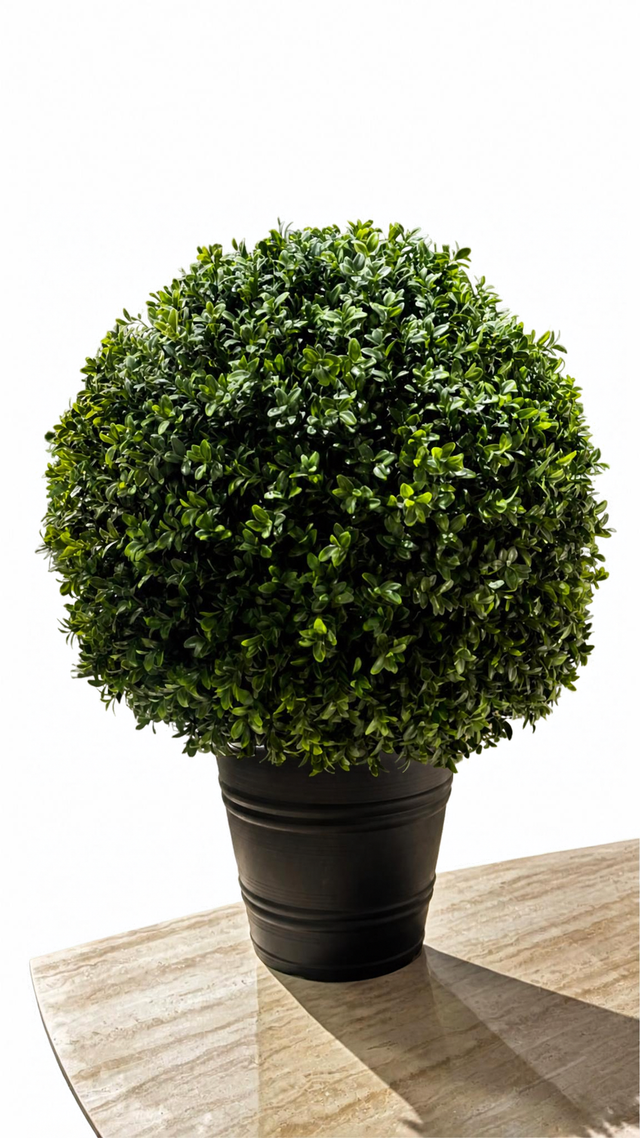 Boxwood Ball UV
