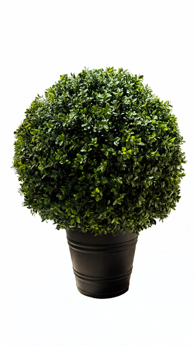 Boxwood Ball UV