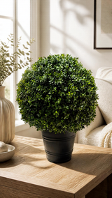 Boxwood Ball UV