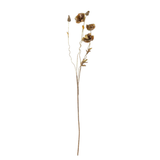 Poppy Stem