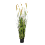 Grass Foxtail Bush
