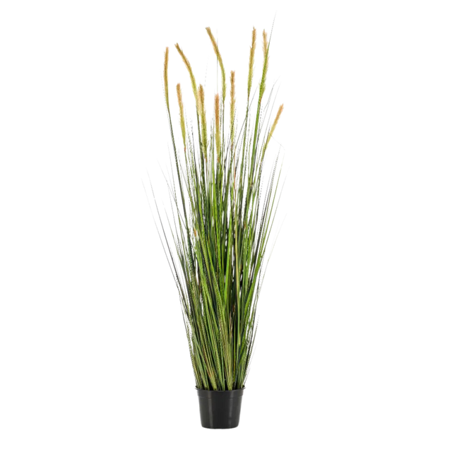 Grass Foxtail Bush