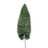 Elephant Ear Leaf
