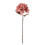 Hydrangea Stem