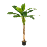 Banana Tree 150cm