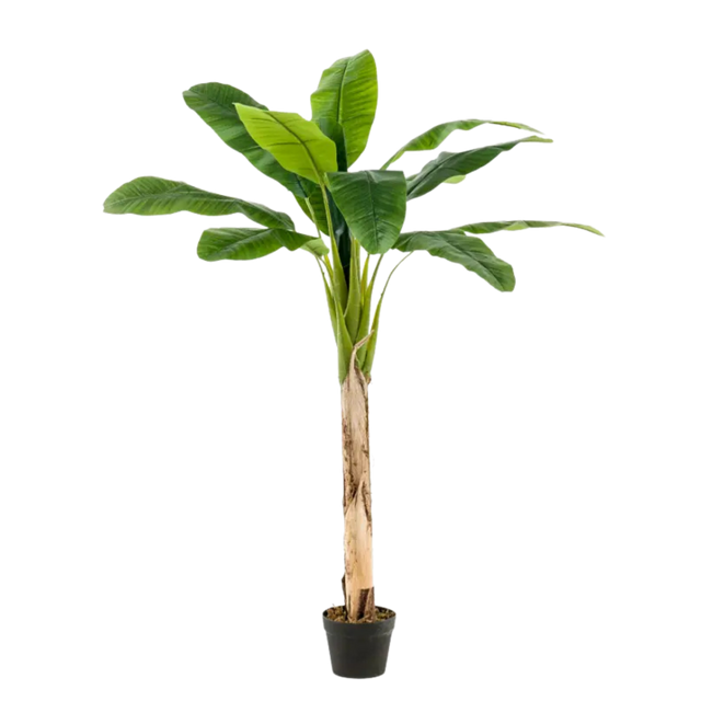 Banana Tree 150cm