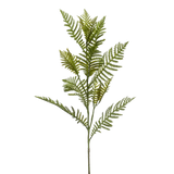 Fern Spray