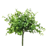 Eucalyptus Bush Compact