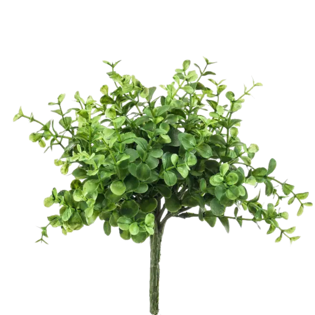 Eucalyptus Bush Compact