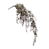 Eucalyptus Hanging Vine