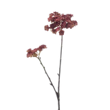 Echeveria Mini Spray Cream