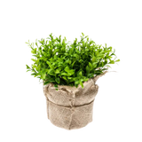 Cress Bush