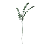 Eucalyptus Stem