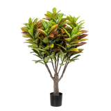 Croton Tree